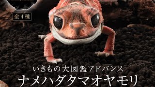 『ナメハダタマオヤモリ』いきもの大図鑑アドバンス   コンプリート開封動画 ガシャポン ガシャガシャ