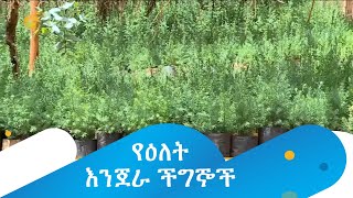 ችግኞችን ለተቋማት የሚያስረክበው ማህበር ተሞክሮ