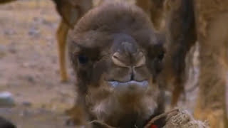 ANGRY BABY CAMEL