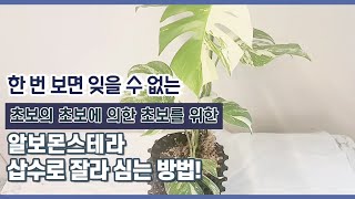 무천이 알보 부자되기(feat.삽수 후 수경으로 뿌리내리기까지)