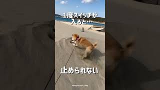 柴犬あるあるコメント欄で教えてね🐶💖#犬 #犬のいる暮らし #愛犬 #わんこ #犬バカ部 #ペット#柴犬大好き#柴犬のいる生活#柴犬#柴犬あるある