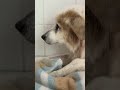 perrito abandonado recibe el primer baño de su vida