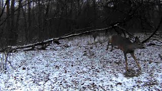 Козулі в лісі когось дуже бояться.