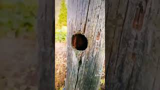 Tele pole#hole#woodpecker