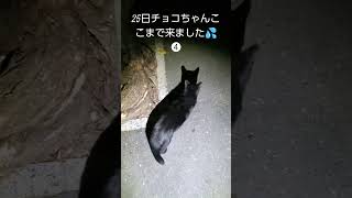 忙しいチョコちゃんです🐾#shorts#地域猫#猫散歩#cat#朝ごはん