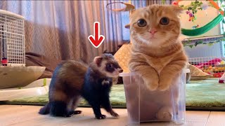 フェレット にイライラしちゃった子猫【短足マンチカン ひな子】munchkin kitty ferret