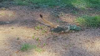 Ласка против Сурка. Weasel vs Marmot. Победит сильнейший