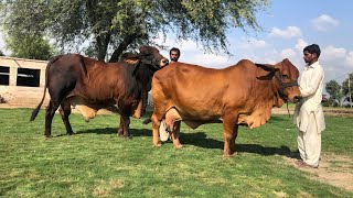 Pure Sahiwal Cow and Bull Selection Criteria ll Pure Sahiwal Cow ki Pehchan ll Haidry Dairy Farm