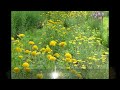 2012年.河口湖大石公園.7月12日wlmp.wmv