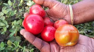 சம்மர் வந்தாச்சு | evening trip to our village | garden tomatoes|குலதெய்வ வழிபாடு.