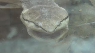 ヒラリーカエルガメさんが可愛すぎる❤ Cute toad headed turtle #2　【Cute animal videos】【八木山動物園】