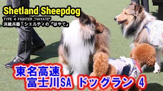 シェルティ はやて038 富士川SA ドッグラン4