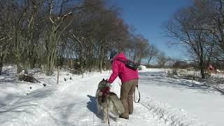 野辺山滝沢牧場犬ぞり練習