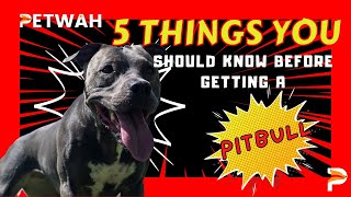 5 Things you should know before getting a PitBull