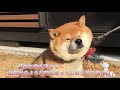 秋田犬みたいな顔になってイヤイヤする柴犬 shiba dog resisted and turned out like akita dog face.