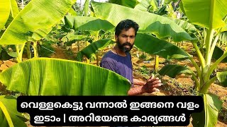 വെള്ളകെട്ടു വന്നാൽ ഇങ്ങനെ വളം ഇടാം | അറിയേണ്ട കാര്യങ്ങൾ