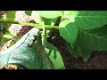 Summertime Pruning of Macrophylla Hydrangeas