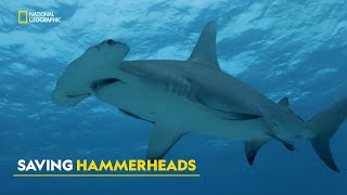 Sharks of the Bahamas | Zeb's Big Fish | हिंदी | Full Episode | S1 - E3 | Nat Geo