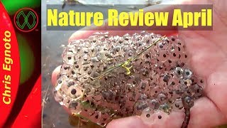 Nature Observation -April Review!