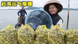 阿渔妹赶海运气爆棚，连起几笼海货全是惊喜，渔爸直呼发财了！【阿渔妹】#Farm#tour