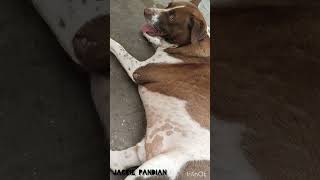 Jackie pandian 😍#dog #doglover #dogwhatsappstatus