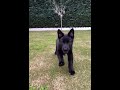 black german shepherd puppy transformation must see