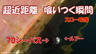 ルアーに喰い付く瞬間　スロー映像【シーバス】