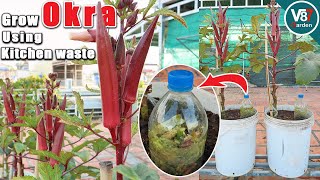 How to Grow Okra in Containers using Kitchen Waste