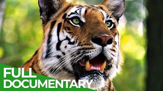 Survive the Wild | Episode 3: Cunning Copulation | Free Documentary Nature