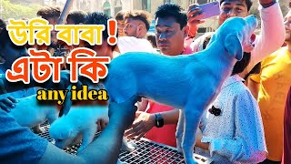 Gallif Street Pet Market Kolkata | Recent Dog Puppy Price Update | Dog Price | Galiff street kolkata