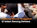 Seorang Anak Tewas seusai Tenggelam di Kolam Renang Dewasa Sendang Plesungan, Gondangrejo