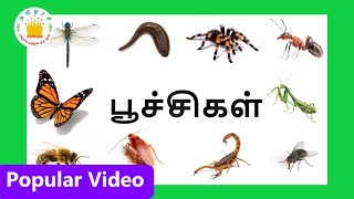 பூச்சிகளின் பெயர்கள்| Learn Tamil Bugs and Insects Name for Kids and Children | Tamilarasi