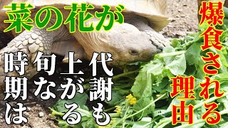 菜の花をケヅメリクガメが爆食する理由、代謝も上がる、旬な時期は　Geochelone sulcata　非洲鞭龟　Kura-kura afrika　अफ्रीकी प्रेरित कछुआ