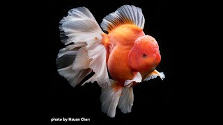 從小養大的櫻花泰獅-2022秀金魚按讚比賽(2022 Show Goldfish Like Contest/FANCY GOLDFISH)第12週優勝影片