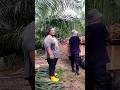 5 ekar 3 tan, umur pokok 3 tahun. Bos manyak senyum. #coretanhidup #sawit #short_video #pekebunmuda