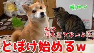 柴犬がストーブ前を猫から奪おうとしたので注意した結果 shiba inu