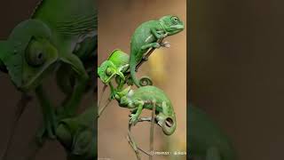 Chameleons Animal Exotic Cute Ep41 #animals #animalcute #adventureawaits #Chameleon