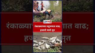 Kolhapur: रंकाळ्याच्या प्रदूषणात वाढ; हजारो मासे मृत #shorts #shortsfeed