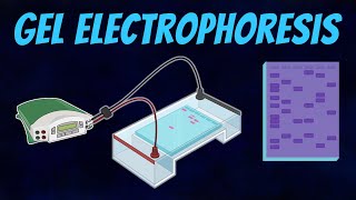 Gel Electrophoresis of DNA