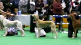 2012FCI　Japan　International　Dog　Show　Saluki♂