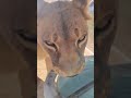 lions cheeto and coco staying hydrated