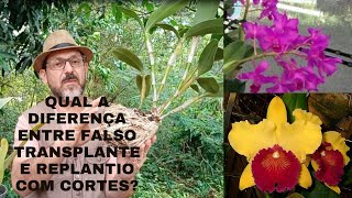 Qual a diferença em replantar e fazer divisão de touceiras nas Orquideas?