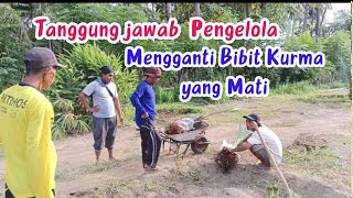 Tanggung jawab pengelola kebun kurma #dates #datepalm #buah #fruit #ntb