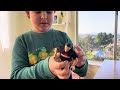 eiro’s toy reviews wwe® elite action figure legends andre the giant