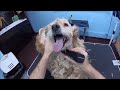 grooming an extremely matted dog