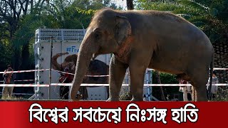 বিশ্বের সবচেয়ে নিঃসঙ্গ হাতি অবশেষে অভয়ারণ্যে যাচ্ছে | Elephant