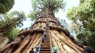 Cela peut paraître difficile à croire, mais ces arbres existent réellement