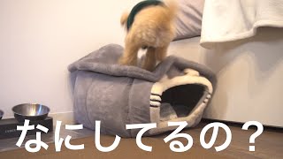 ハウスの使い方を間違える犬【トイプードル】