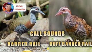 Tunog ng dalawang tikling / Barred rail \u0026 buff banded rail / ( Ideal Channel mix vlog )