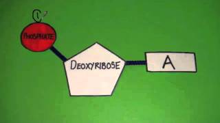 3.3.1 Outline DNA Nucleotide Structure